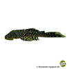 Pseudancistrus asurini Ansurini Stream Pleco