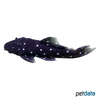 Spectracanthicus sp. 'L254' Blue Drop Pleco L254