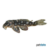 Spectracanthicus sp. 'L175' Mechanic Pleco L175