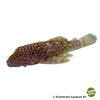 Ancistrus multispinis Thorned Bristlenose Catfish