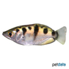 Toxotes microlepis Smallscale Archerfish