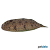 Brachirus pan Pan Freshwater Sole