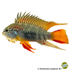 Apistogramma sp. 'D33' Apistogramma D33
