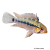 Apistogramma cruzi Cruzi Apistogramma