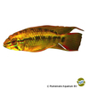 Apistogramma sp. 'D24' Apistogramma D24