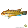 Apistogramma sp. 'Amaya' Amaya Apistogramma