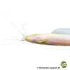 Clarias angolensis 'Albino' Angolian Walking Catfish Albino