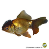 Carassius auratus auratus Fantail Lionhead Brown