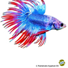 Betta splendens 'Crowntail Thai Flag' Crowntail Thai Flag Betta