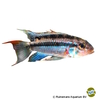 Apistogramma sp. 'Jurua' Jurua Apistogramma