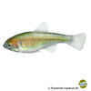 Lophiobrycon weitzmani Weitzman's Dwarf Tetra