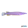 Nomorhamphus brembachi Brembach's Halfbeak