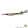 Hemirhamphodon phaiosoma Red Lined Halfbeak