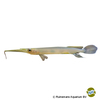 Hemirhamphodon kuekenthali Three Spotted Halfbeak