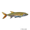 Acestrorhynchus falcatus Redtail Barracuda Tetra