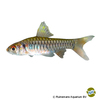 Clypeobarbus congicus Congo Barb