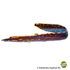 Mastacembelus unicolor Black Spiny Eel