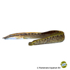 Mastacembelus favus Tire Track Eel