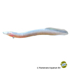 Mastacembelus brichardi Blind Spiny Eel