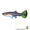 Poecilia reticulata var. Guppy Snakeskin Green ♀
