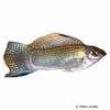 Poecilia petenensis Peten Molly