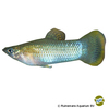 Poecilia mexicana Shortfin Molly