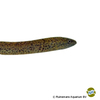 Synbranchus marmoratus Marbled Swamp Eel