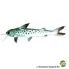 Platynematichthys notatus Lince Catfish