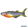 Pseudomugil furcatus 'Red Belly' Forktail Rainbowfish Red Belly