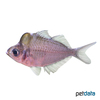 Chanda pulcinella Humphead Glassfish