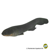 Electrophorus electricus Electric Eel