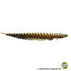 Gymnotus javari False Tiger Knifefish