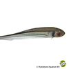 Eigenmannia trilineata Three-striped Glass Knifefish