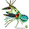 Cherax nigli Peacock Crayfish