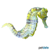 Hippocampus kuda 'Yellow' Spotted Seahorse Yellow
