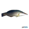 Gomphosus caeruleus Indian Ocean Bird Wrasse ♀