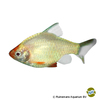 Puntigrus anchisporus 'Platinum' Tiger Barb Platinum