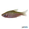 Bhava vittata Greenstripe Barb