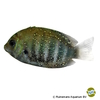 Etroplus suratensis Green Chromide