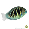 Etroplus canarensis Canara Pearlspot