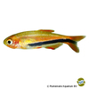 Inpaichthys sp. 'Black Arrow' Black Arrow Royal Tetra