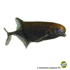 Hippopotamyrus paugyi Paugy's Elephantnose Fish