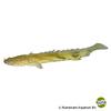 Polypterus endlicherii 'Guinea' Saddled Bichir Guinea