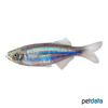 Devario assamensis Assam Danio