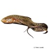 Protopterus aethiopicus Marbled Lungfish