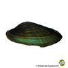 Lens contradens Green Thai Mussel