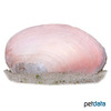Cristaria discoidea Pink Freshwater Mussel