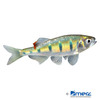 Opsarius pulchellus Mackerel Barb