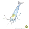 Caridina parvidentata Malawa Shrimp