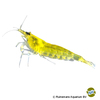 Caridina multidentata 'Yellow Lime' Amano Shrimp Yellow Lime